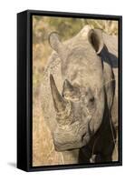 Africa, South Africa. Close-Up of Rhinoceros-Jaynes Gallery-Framed Stretched Canvas