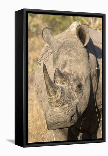 Africa, South Africa. Close-Up of Rhinoceros-Jaynes Gallery-Framed Stretched Canvas