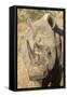 Africa, South Africa. Close-Up of Rhinoceros-Jaynes Gallery-Framed Stretched Canvas