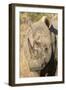 Africa, South Africa. Close-Up of Rhinoceros-Jaynes Gallery-Framed Photographic Print