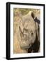 Africa, South Africa. Close-Up of Rhinoceros-Jaynes Gallery-Framed Photographic Print