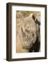 Africa, South Africa. Close-Up of Rhinoceros-Jaynes Gallery-Framed Photographic Print