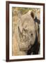 Africa, South Africa. Close-Up of Rhinoceros-Jaynes Gallery-Framed Photographic Print