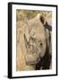 Africa, South Africa. Close-Up of Rhinoceros-Jaynes Gallery-Framed Photographic Print