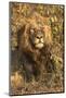 Africa, South Africa. Male Lion Resting-Jaynes Gallery-Mounted Photographic Print