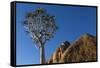 Africa, South Africa, Richtersveld National Park. Quiver Tree and Boulder-Jaynes Gallery-Framed Stretched Canvas