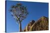 Africa, South Africa, Richtersveld National Park. Quiver Tree and Boulder-Jaynes Gallery-Stretched Canvas