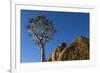 Africa, South Africa, Richtersveld National Park. Quiver Tree and Boulder-Jaynes Gallery-Framed Photographic Print