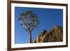 Africa, South Africa, Richtersveld National Park. Quiver Tree and Boulder-Jaynes Gallery-Framed Photographic Print