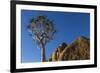 Africa, South Africa, Richtersveld National Park. Quiver Tree and Boulder-Jaynes Gallery-Framed Photographic Print