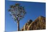 Africa, South Africa, Richtersveld National Park. Quiver Tree and Boulder-Jaynes Gallery-Mounted Photographic Print