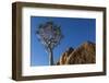 Africa, South Africa, Richtersveld National Park. Quiver Tree and Boulder-Jaynes Gallery-Framed Photographic Print
