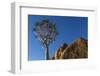 Africa, South Africa, Richtersveld National Park. Quiver Tree and Boulder-Jaynes Gallery-Framed Photographic Print