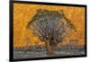 Africa, South Africa, Richtersveld National Park. Quiver Trees Against Hillside-Jaynes Gallery-Framed Photographic Print