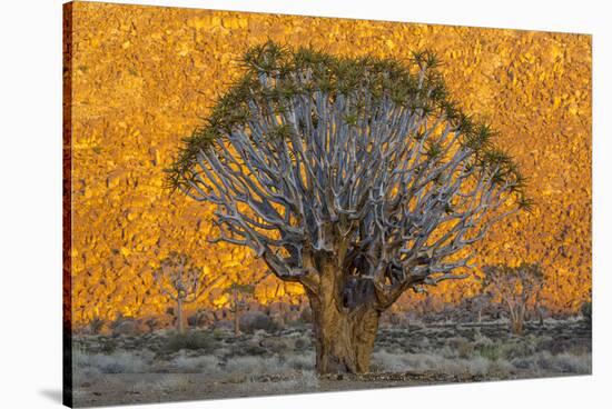 Africa, South Africa, Richtersveld National Park. Quiver Trees Against Hillside-Jaynes Gallery-Stretched Canvas