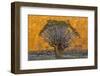 Africa, South Africa, Richtersveld National Park. Quiver Trees Against Hillside-Jaynes Gallery-Framed Photographic Print