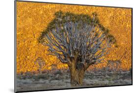 Africa, South Africa, Richtersveld National Park. Quiver Trees Against Hillside-Jaynes Gallery-Mounted Photographic Print
