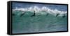 Africa, South Africa. Seals Surfing in Waves Near Boulderbaai-Jaynes Gallery-Framed Stretched Canvas