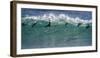 Africa, South Africa. Seals Surfing in Waves Near Boulderbaai-Jaynes Gallery-Framed Photographic Print