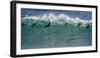 Africa, South Africa. Seals Surfing in Waves Near Boulderbaai-Jaynes Gallery-Framed Photographic Print