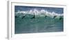 Africa, South Africa. Seals Surfing in Waves Near Boulderbaai-Jaynes Gallery-Framed Photographic Print