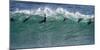 Africa, South Africa. Seals Surfing in Waves Near Boulderbaai-Jaynes Gallery-Mounted Photographic Print