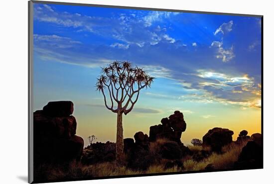 Africa, Southern Africa, Namibia, Karas Region, Succulent, Quiver Tree,-Adolf Martens-Mounted Photographic Print