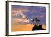 Africa, Southern Africa, Namibia, Karas Region, Succulent, Quiver Tree,-Adolf Martens-Framed Photographic Print
