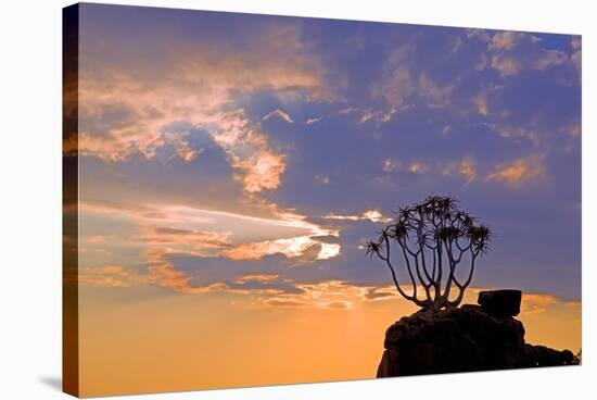 Africa, Southern Africa, Namibia, Karas Region, Succulent, Quiver Tree,-Adolf Martens-Stretched Canvas