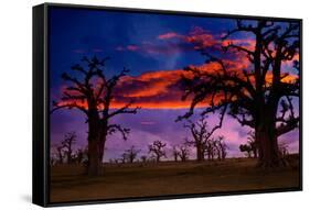 Africa Sunset in Baobab Trees Colorful Sky [Photo Illustration]-holbox-Framed Stretched Canvas