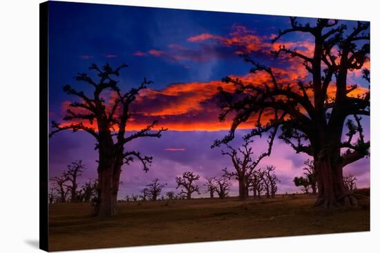 Africa Sunset in Baobab Trees Colorful Sky [Photo Illustration]-holbox-Stretched Canvas