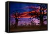 Africa Sunset in Baobab Trees Colorful Sky [Photo Illustration]-holbox-Framed Stretched Canvas