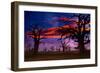 Africa Sunset in Baobab Trees Colorful Sky [Photo Illustration]-holbox-Framed Photographic Print