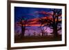 Africa Sunset in Baobab Trees Colorful Sky [Photo Illustration]-holbox-Framed Photographic Print