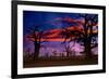 Africa Sunset in Baobab Trees Colorful Sky [Photo Illustration]-holbox-Framed Photographic Print