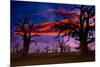 Africa Sunset in Baobab Trees Colorful Sky [Photo Illustration]-holbox-Mounted Photographic Print