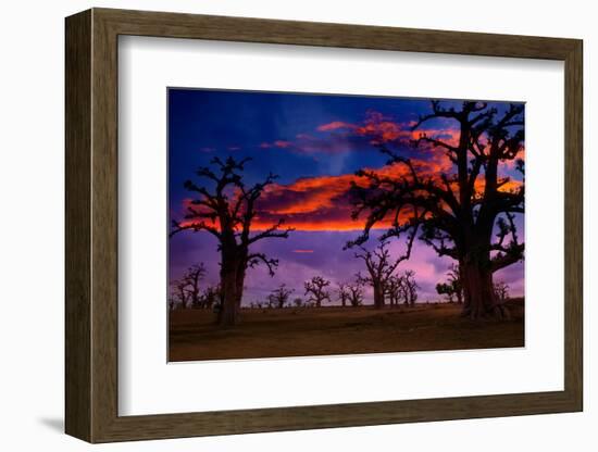 Africa Sunset in Baobab Trees Colorful Sky [Photo Illustration]-holbox-Framed Photographic Print