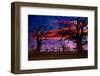 Africa Sunset in Baobab Trees Colorful Sky [Photo Illustration]-holbox-Framed Photographic Print