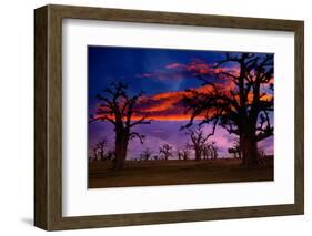 Africa Sunset in Baobab Trees Colorful Sky [Photo Illustration]-holbox-Framed Photographic Print