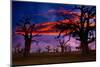 Africa Sunset in Baobab Trees Colorful Sky [Photo Illustration]-holbox-Mounted Photographic Print