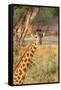 Africa, Tanzania. A giraffe stands under a large tree.-Ellen Goff-Framed Stretched Canvas