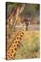 Africa, Tanzania. A giraffe stands under a large tree.-Ellen Goff-Stretched Canvas