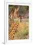 Africa, Tanzania. A giraffe stands under a large tree.-Ellen Goff-Framed Photographic Print