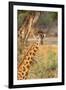 Africa, Tanzania. A giraffe stands under a large tree.-Ellen Goff-Framed Photographic Print