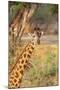 Africa, Tanzania. A giraffe stands under a large tree.-Ellen Goff-Mounted Photographic Print