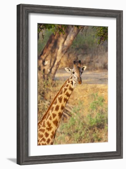 Africa, Tanzania. A giraffe stands under a large tree.-Ellen Goff-Framed Photographic Print