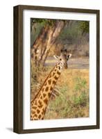 Africa, Tanzania. A giraffe stands under a large tree.-Ellen Goff-Framed Photographic Print