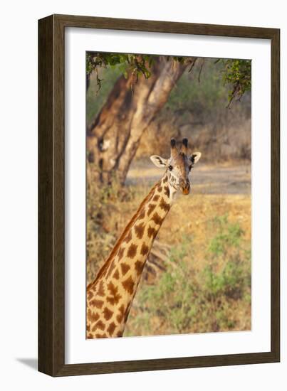 Africa, Tanzania. A giraffe stands under a large tree.-Ellen Goff-Framed Photographic Print