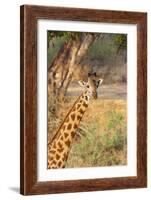 Africa, Tanzania. A giraffe stands under a large tree.-Ellen Goff-Framed Photographic Print