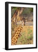 Africa, Tanzania. A giraffe stands under a large tree.-Ellen Goff-Framed Photographic Print